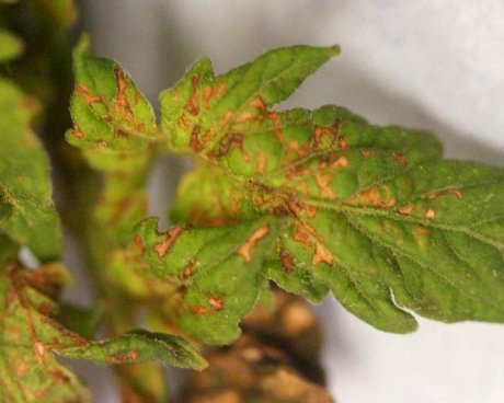 Вирусные болезни растений: вирус табачной мозаики